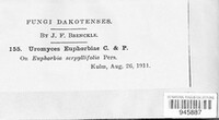 Uromyces euphorbiae image